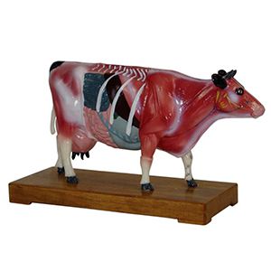 Cattle Acupuncture Model